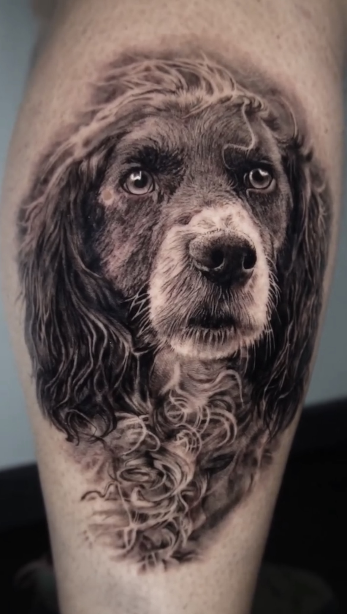 Portrait chien Spaniel